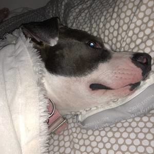 Meet your Posher, Annie